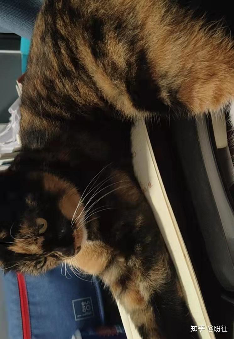 找到送还酬谢1000特征:胸口白色猫分界一边黑色一边黄色,叫声有点小