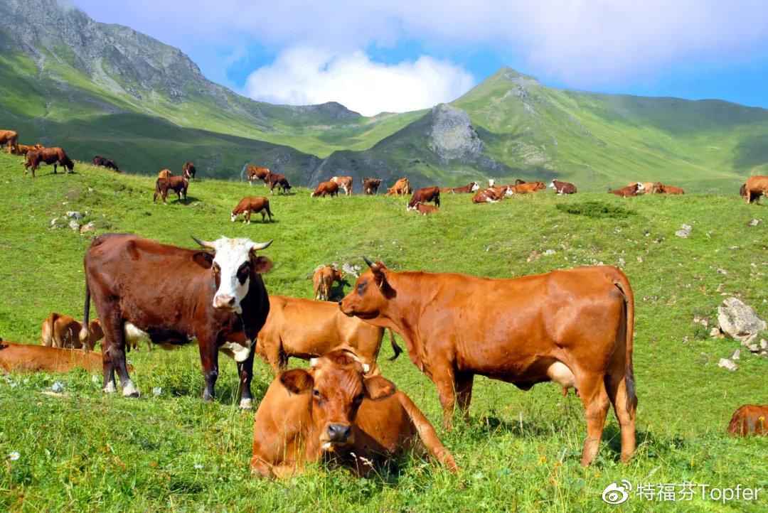 欧洲发达的畜牧业和几十年的有机生产历史,让欧洲人总结了一套科学的