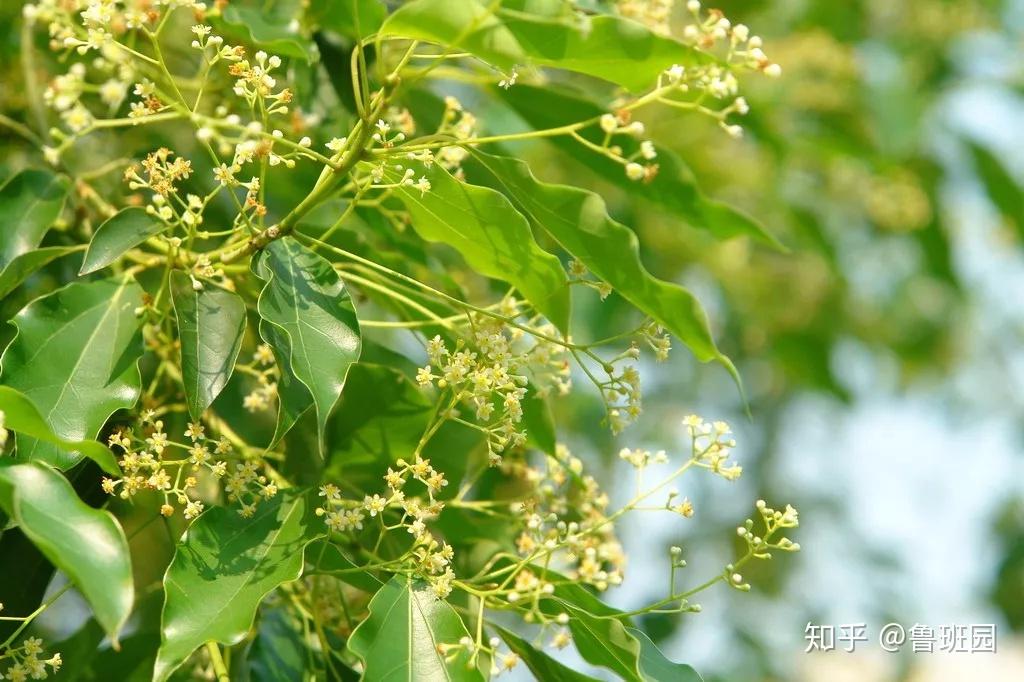 自古就是制作高档家具的良材——江南四大名木之香樟木！ - 知乎