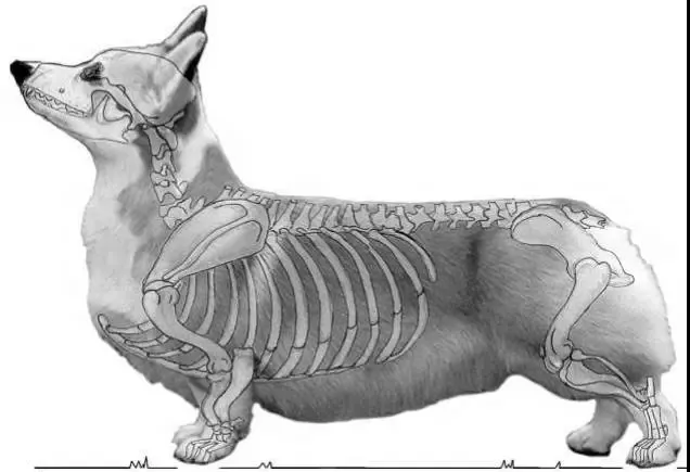 *如图可看出柯基部分骨骼呈弯曲形态短腿犬的如腊肠般的身体,确实会