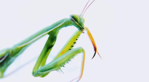 寄生虫让植物变异出的婴房 你很可能已经吃了不少 知乎