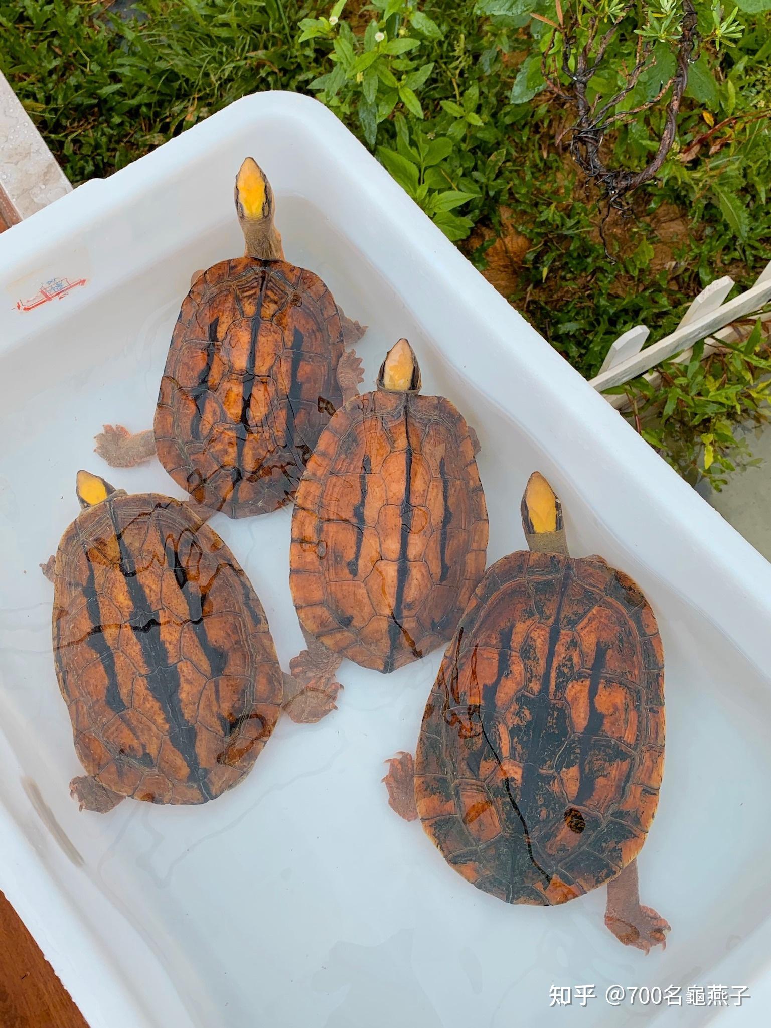 海南种金钱龟成熟黄头公大小齐全缺公的福音