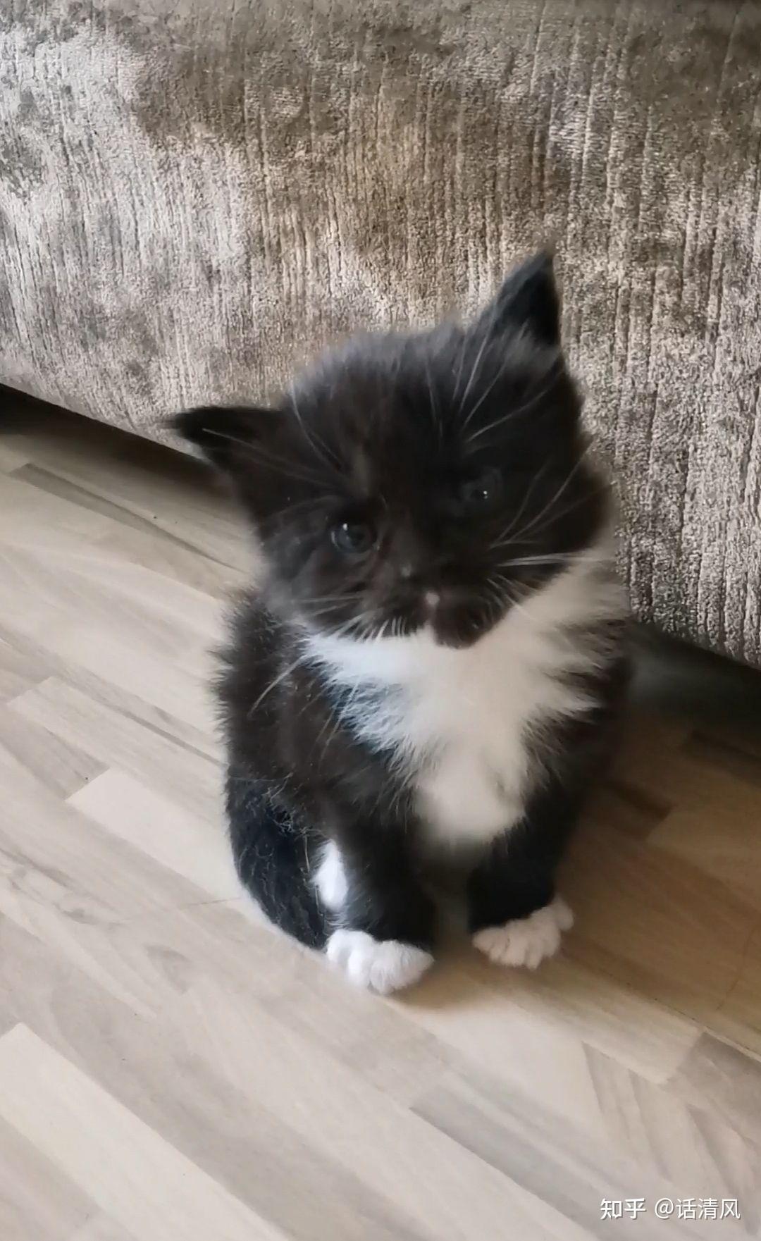 缅因幼崽出生已经27天了