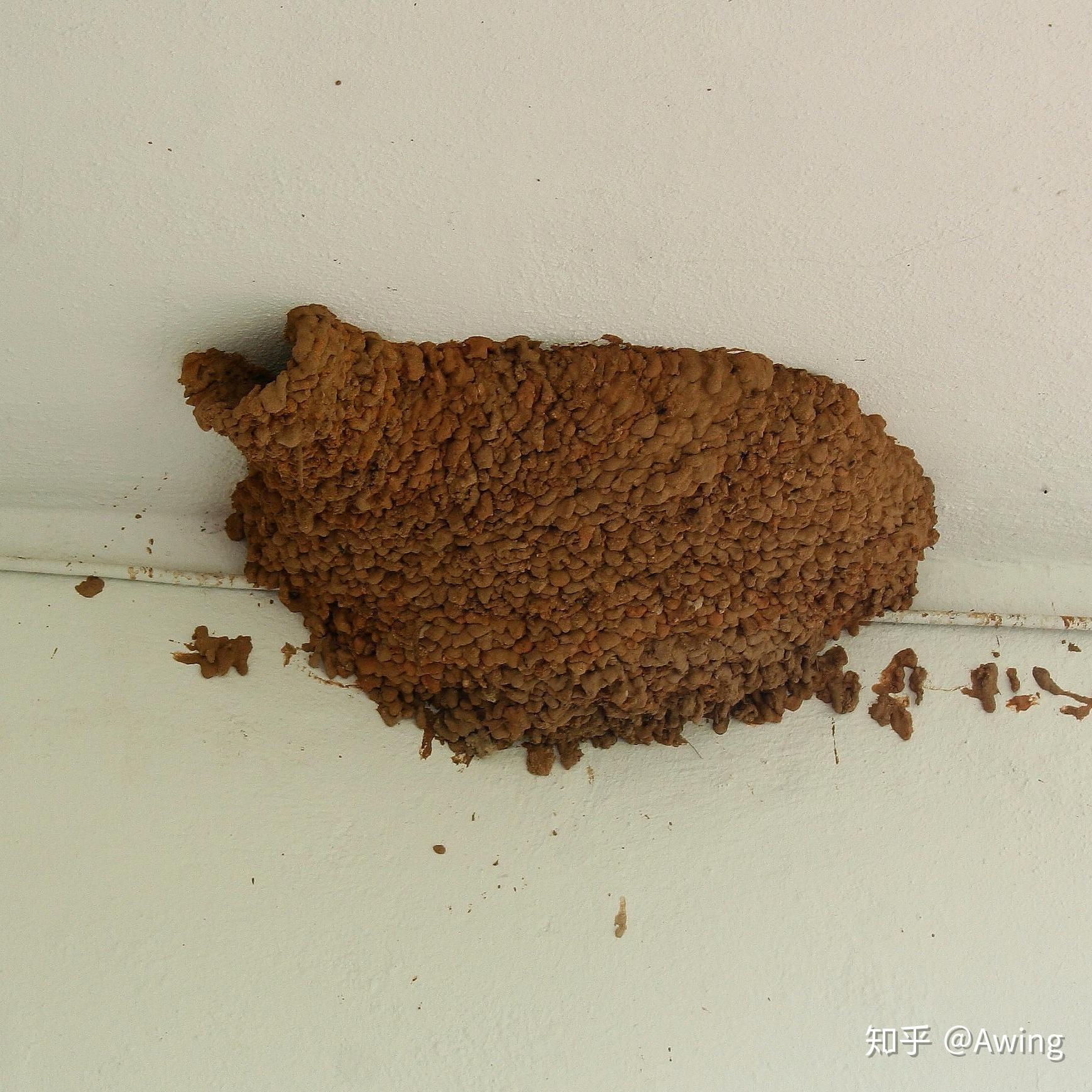 家燕筑巢用的混草泥金腰燕呢