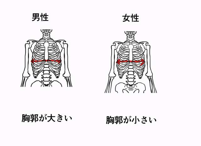 男女生形体画法有什么区别教你从人体骨骼区分男女的画法