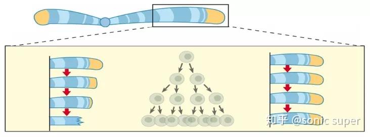 端粒与端粒酶1：如何让生命时钟维持平衡？ - 知乎