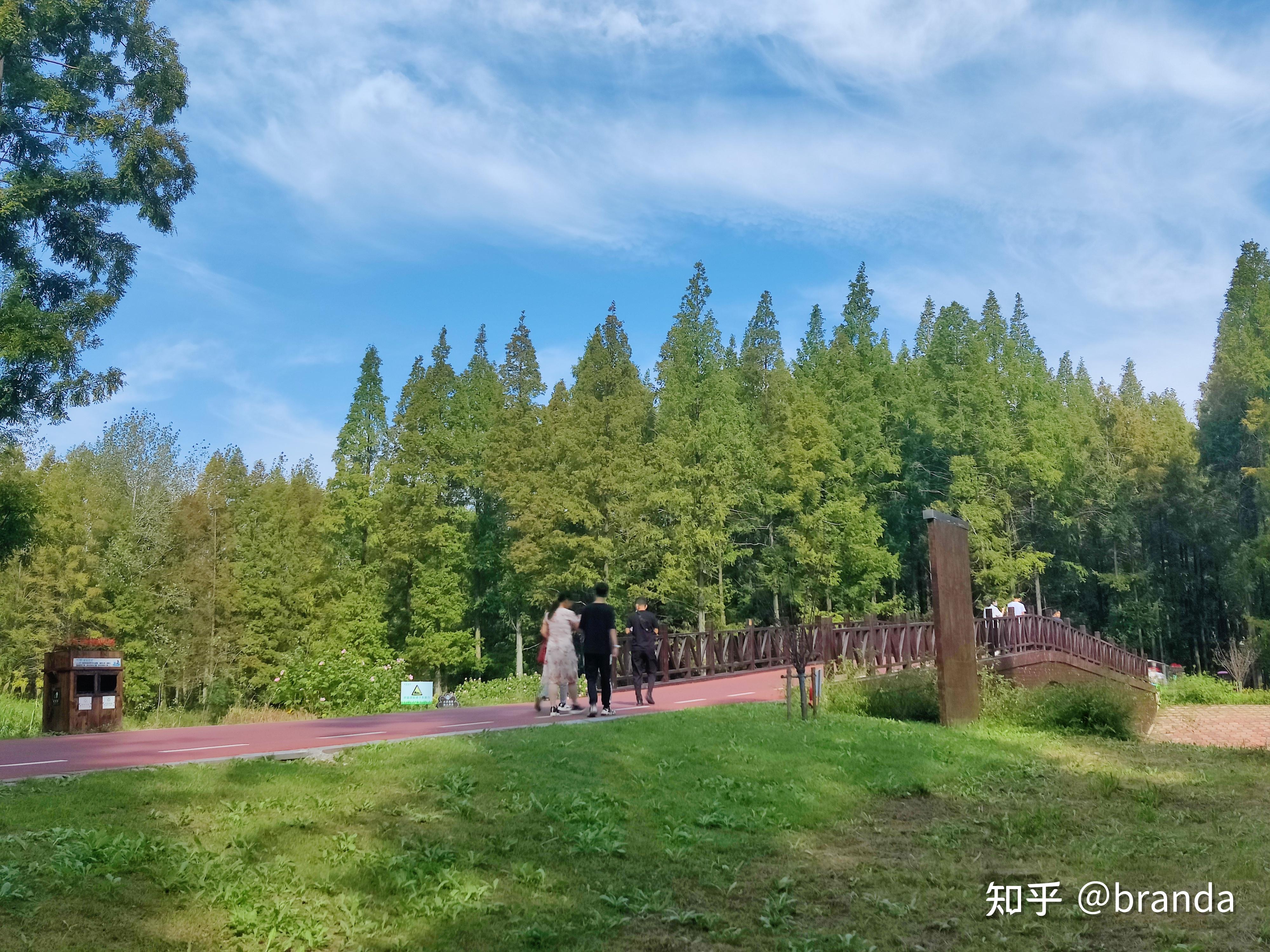 小眾旅遊景點江蘇鹽城東臺市黃海森林公園