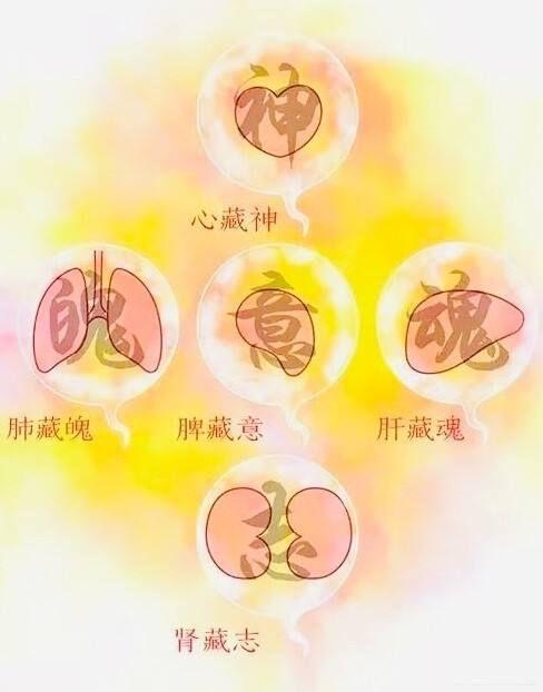 五脏藏五神 - 知乎
