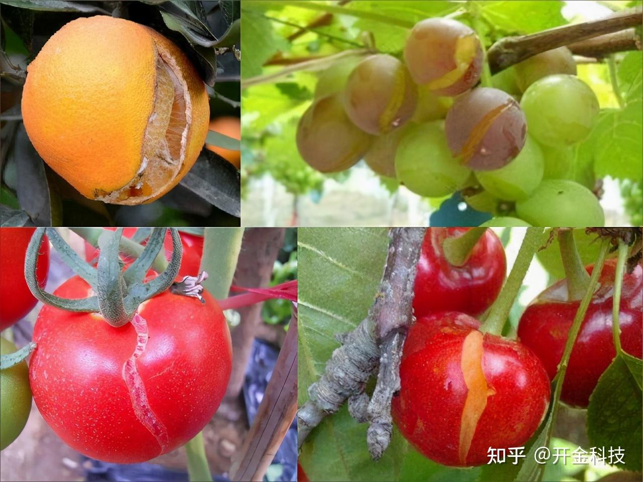 为什么说膨大期用了膨大剂,果实特别容易裂果?