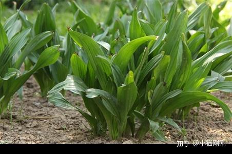 秋水仙科 colchicaceae 秋水仙屬 colchicum毒性原理:秋水仙鹼和