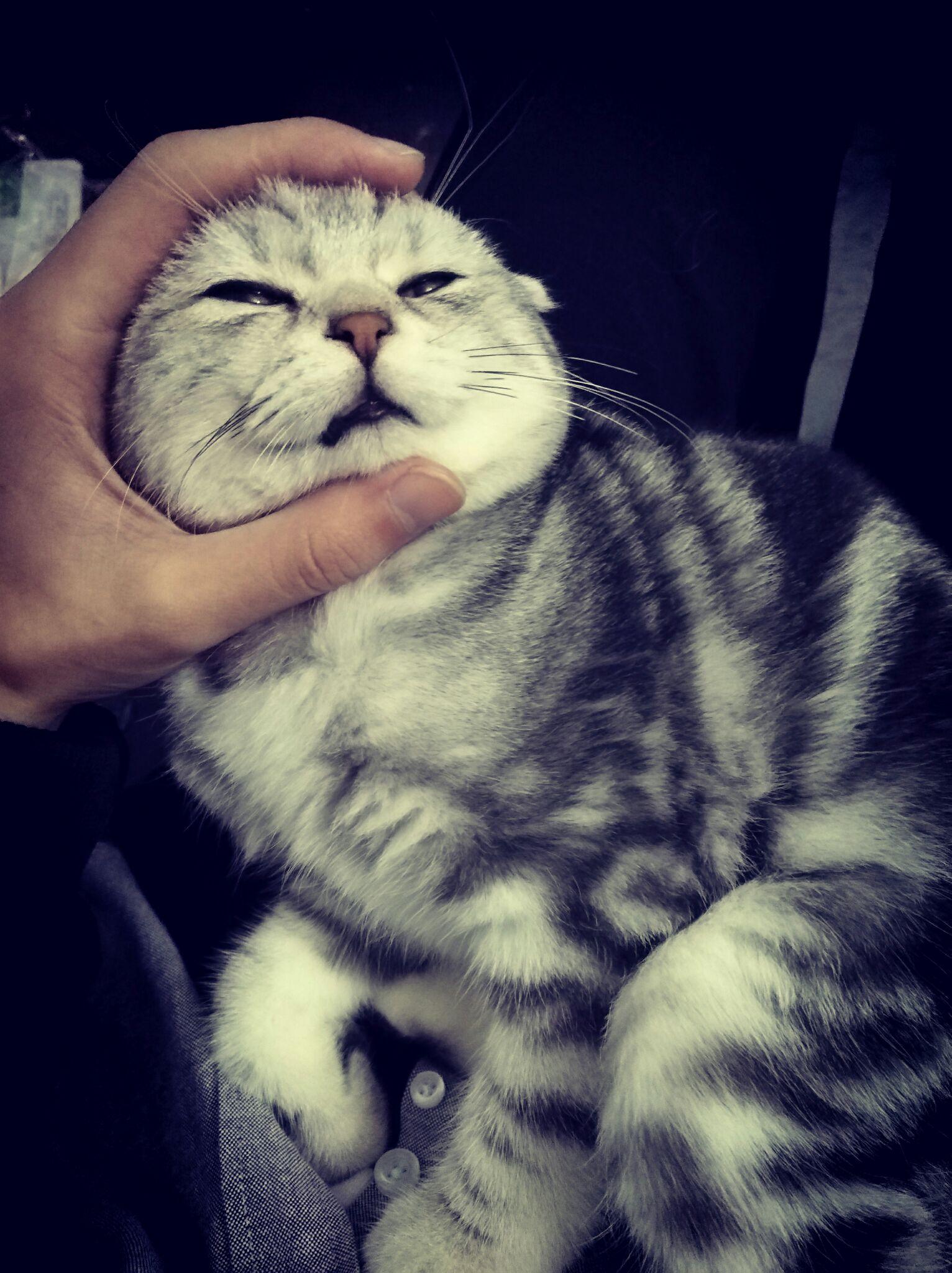 男生养猫是种什么体验