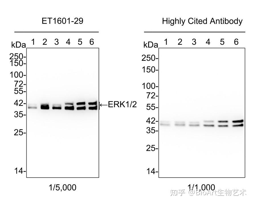 anti-erk1/2 recombinant rabbit monoclonal antibody[sa43-03]重组