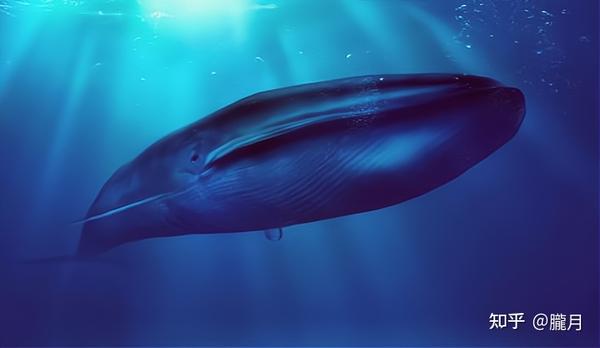 世界上最大的生物是什么 不是蓝鲸 而是一株蘑菇 知乎