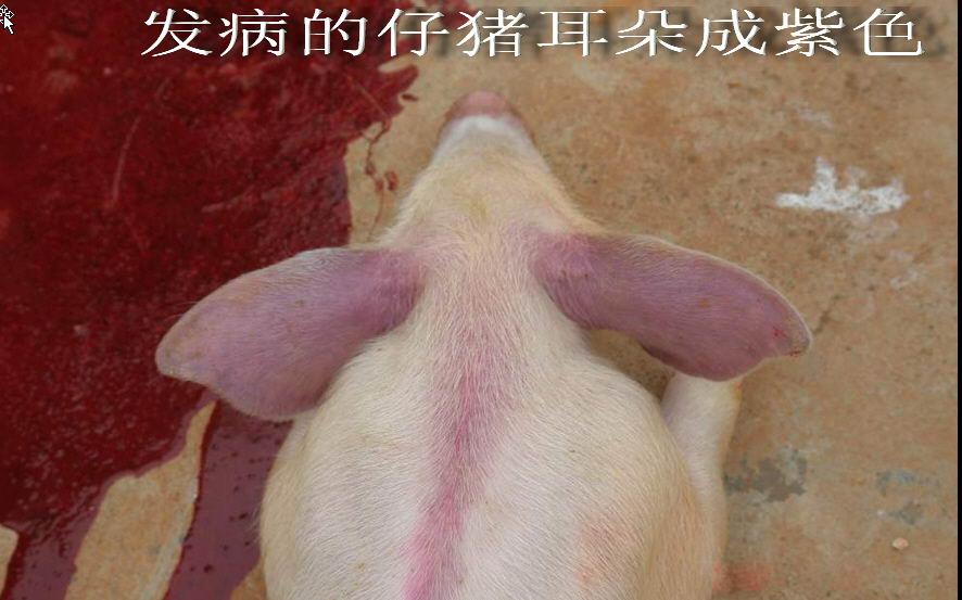 猪皮肤发红变紫是怎么回事猪无名高热综合征的具体用药