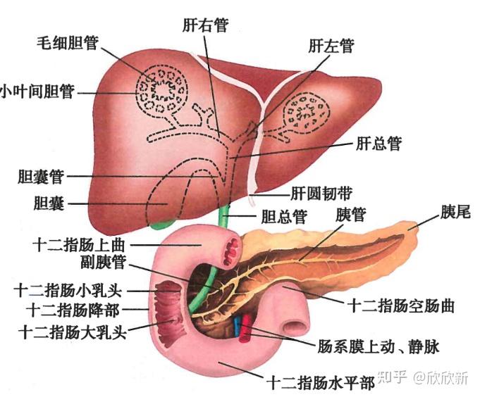 胰的解剖