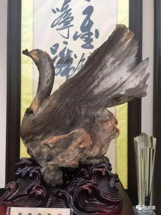林彩娟:崖柏"无人问津被晒干当柴烧"是在造谣!