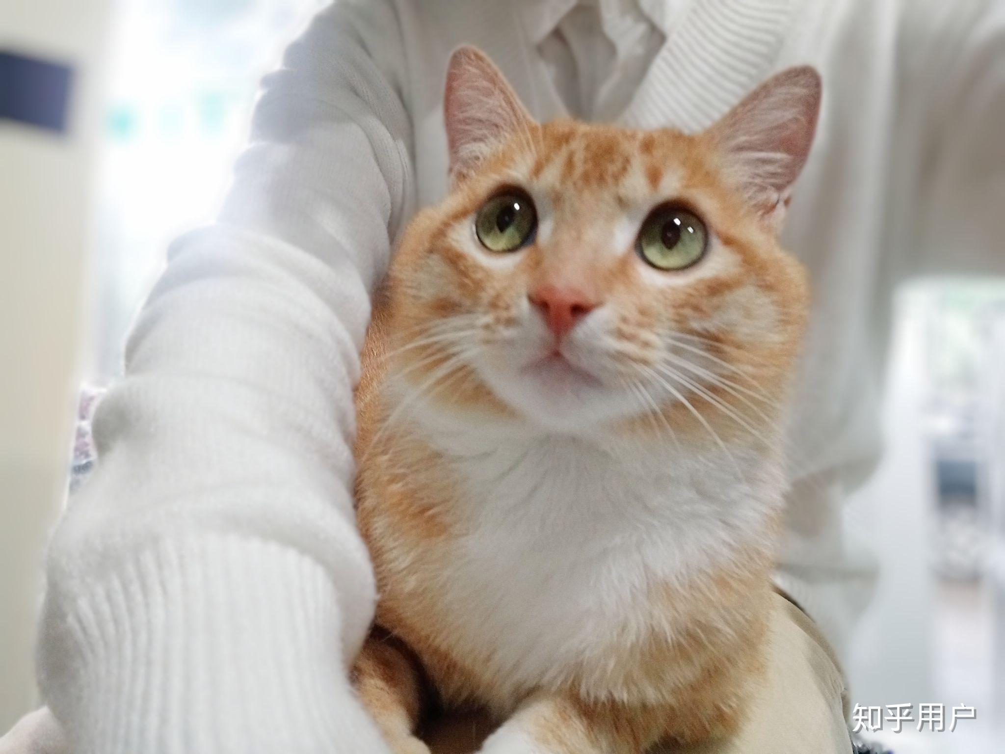 猫不听话可以打吗?