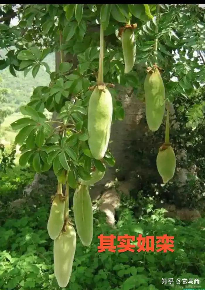 根据上述的这些特点,在非洲大陆寻找符合特征的树,经过搜索,比对,分析