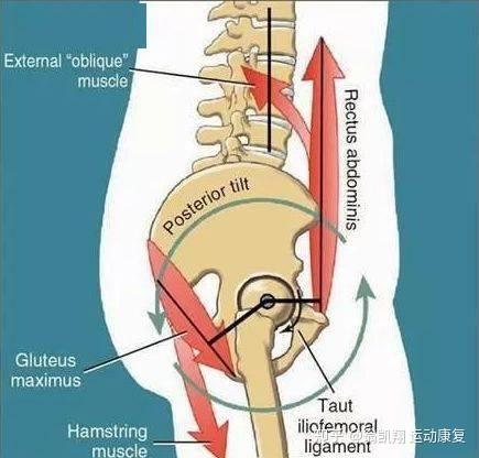 大腿后面肌肉名称图片