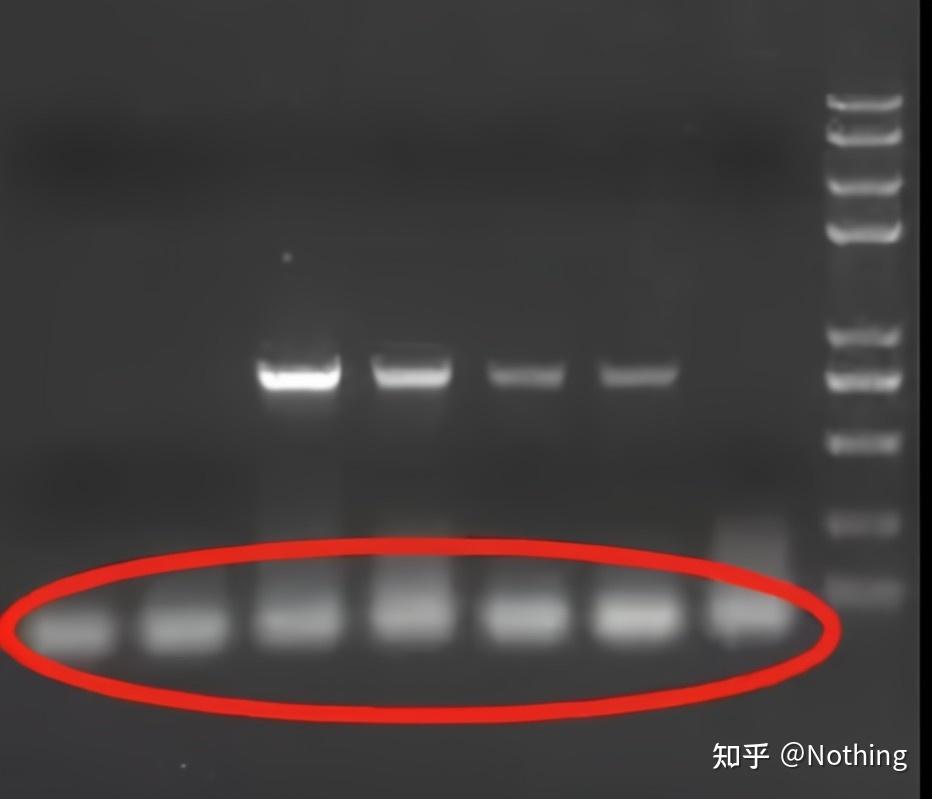 PCR、多重PCR、In situ PCR、Reverse PCR、RT-PCR、qPCR(1)——PCR - 知乎