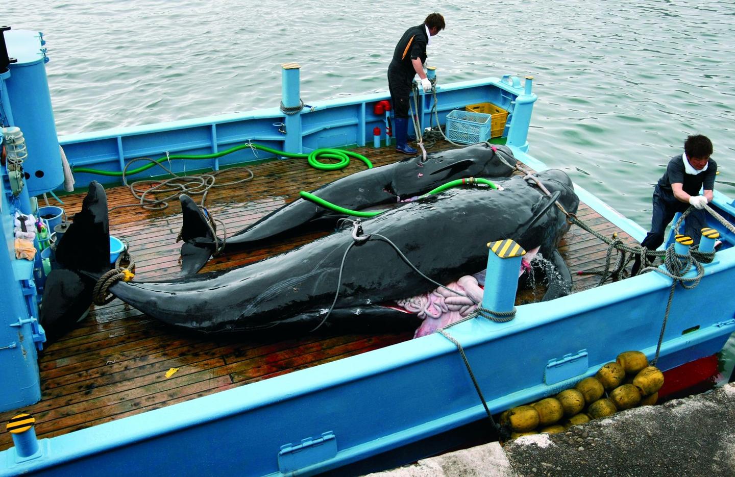 日本，为啥总是跟鲸鱼过不去？？ - 知乎