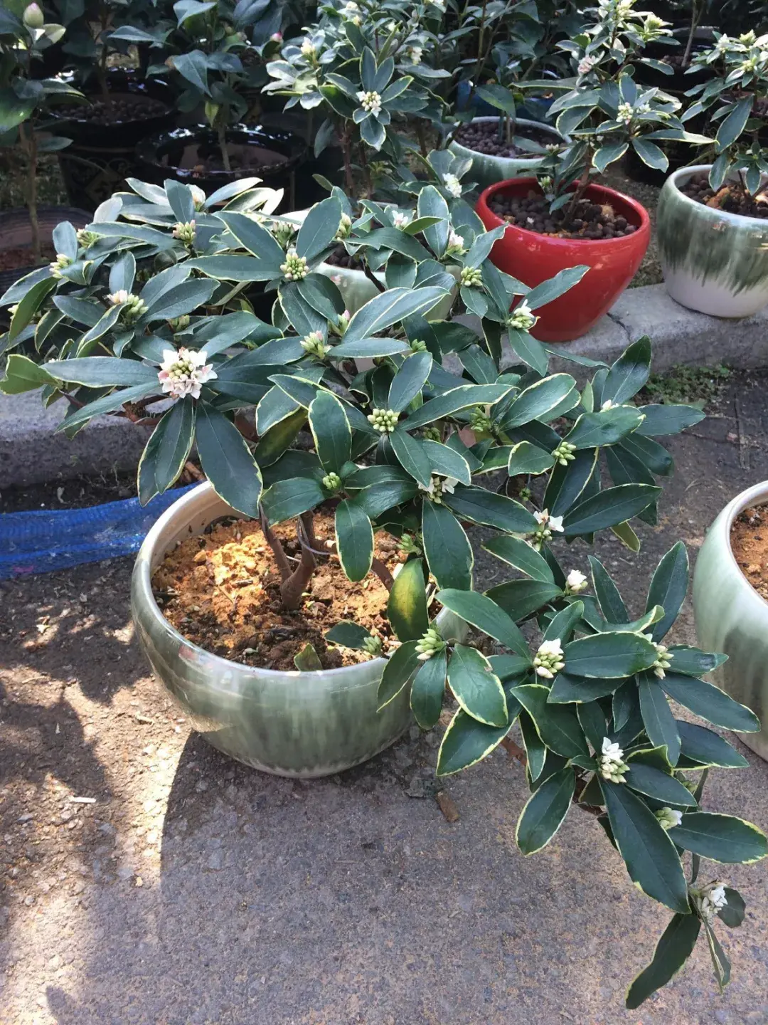 金边瑞香的扦插繁殖以及养护注意事项