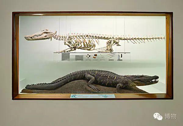 鳄鱼骨骼 图片来自:全景网皮蠹是一类体长不足1厘米的小型甲虫,嗜食