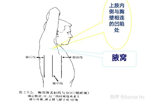 ①四角～胸骨角:与左右第2肋软骨连接为计数肋骨和肋间隙顺序的主要