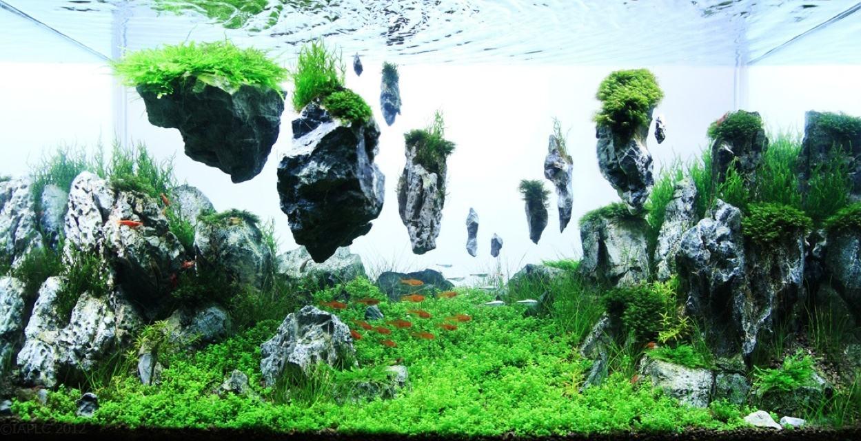鱼缸造景思维导图丨中篇 万言详解 造景奥义 知乎