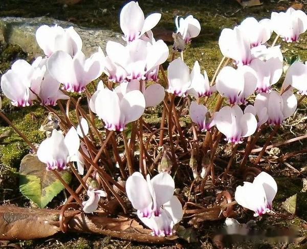【植物界全系列】杜鹃花目—报春花科（下）：仙客来 - 知乎