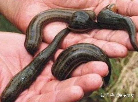 神秘恐怖生物暴君水蛭