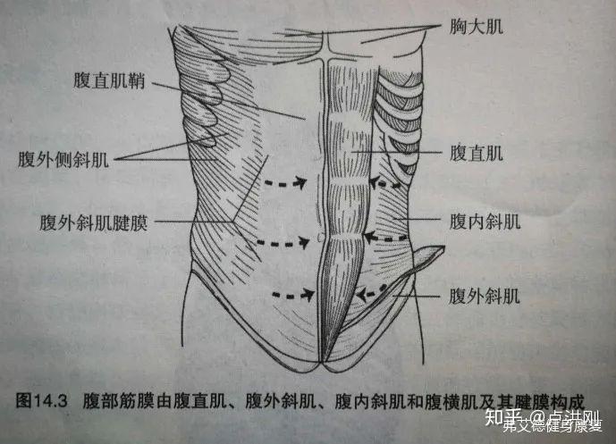 腹横筋膜图图片