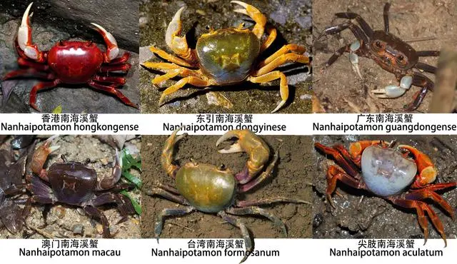 蟹考记（九）：全球常见食用蟹图鉴——溪蟹总科、扇蟹总科、方蟹总