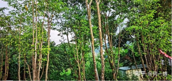 海南珍珠株快繁公司北海奇楠沉香种植加工带动乡村振兴发展百亿沉香