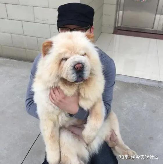 “熊猫犬”松狮，为什么会被宠物店拒之门外？ - 知乎