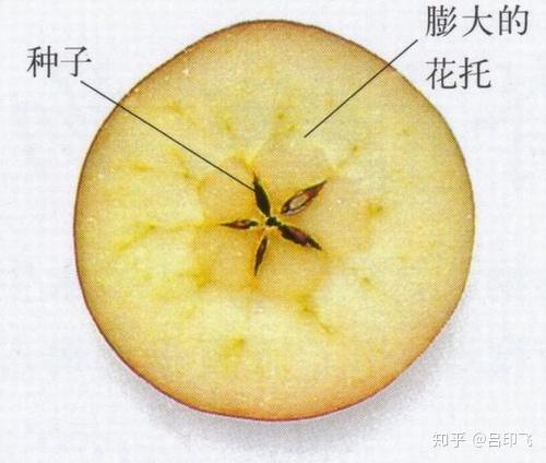 营养入门:食物分类——蔬菜和水果 - 知乎