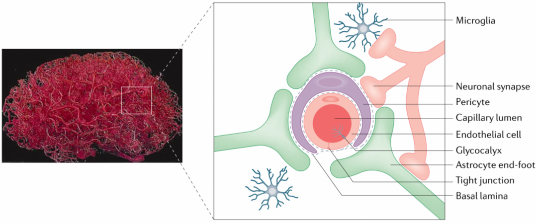 治疗中枢神经系统(cns)疾病的障碍--血脑屏障 - 知乎