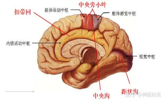 顶下小叶角回图片