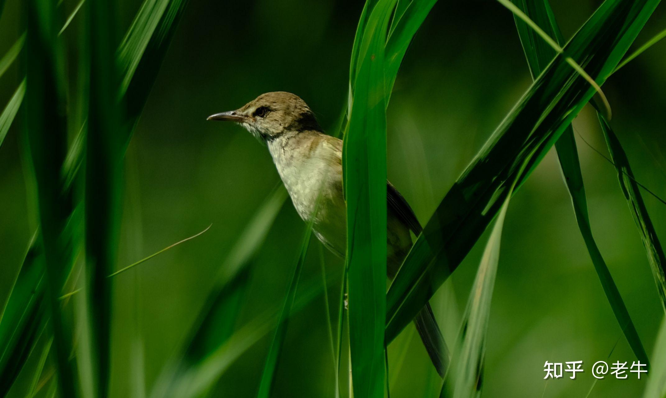 请问这是什么鸟
