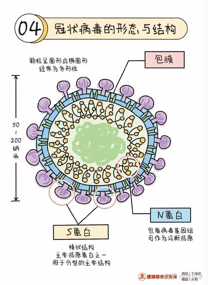 新冠病毒的结构图片