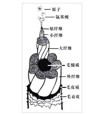 头发的结构与组成简述 - 知乎
