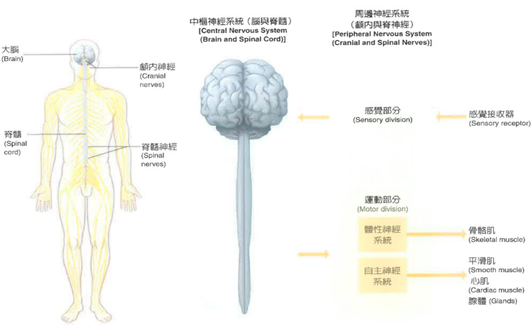 脑与神经系统对于运动引起的疲劳承担重要的角色吗 - 知乎