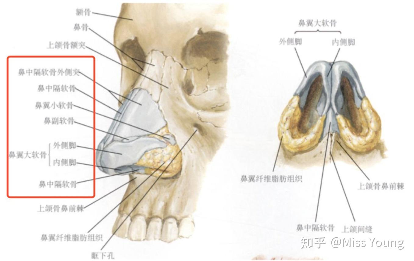 鼻子骨头构造图解图片