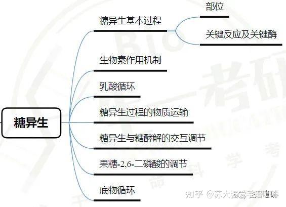 糖异生途径思维导图图片