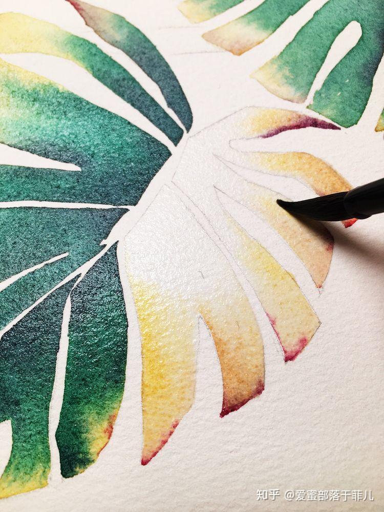 水彩新手教程湿画接色练习龟背竹