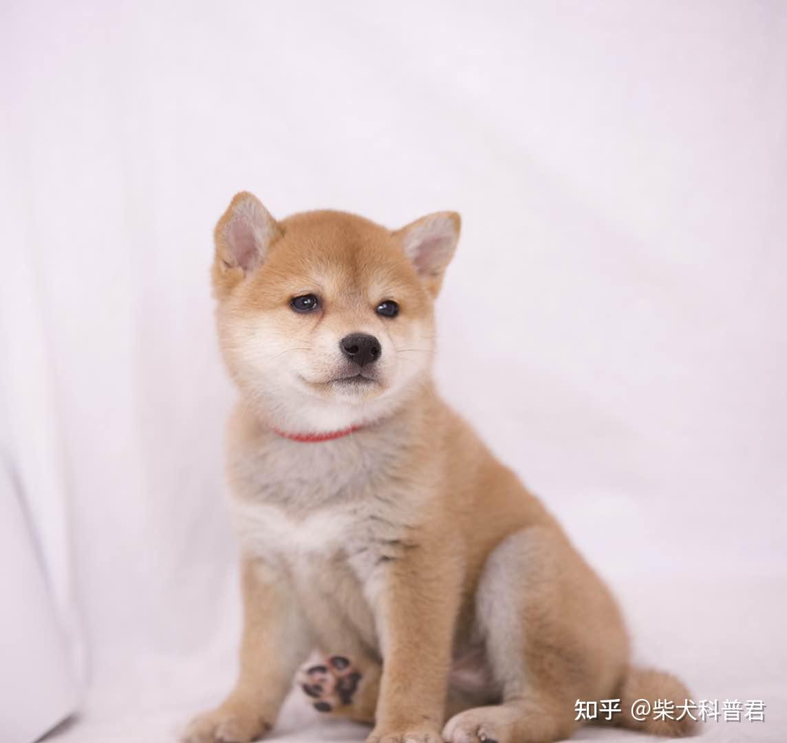 纯种柴犬多少钱一只?一线城市哪里买柴犬?什么样的柴犬品相最好?