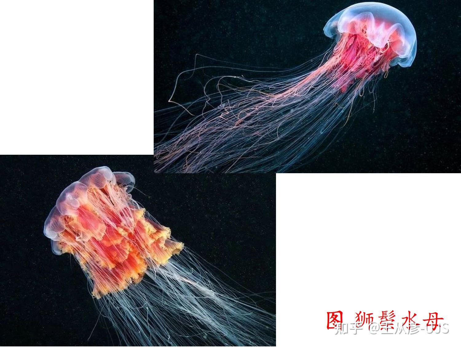 生物的共生关系 - 知乎