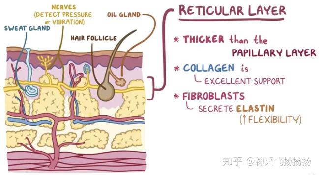 医学科普之烧伤burns