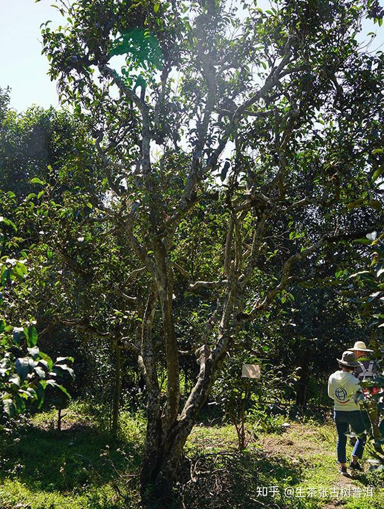 生茶張詳解景東無量山古樹普洱茶的口感特點