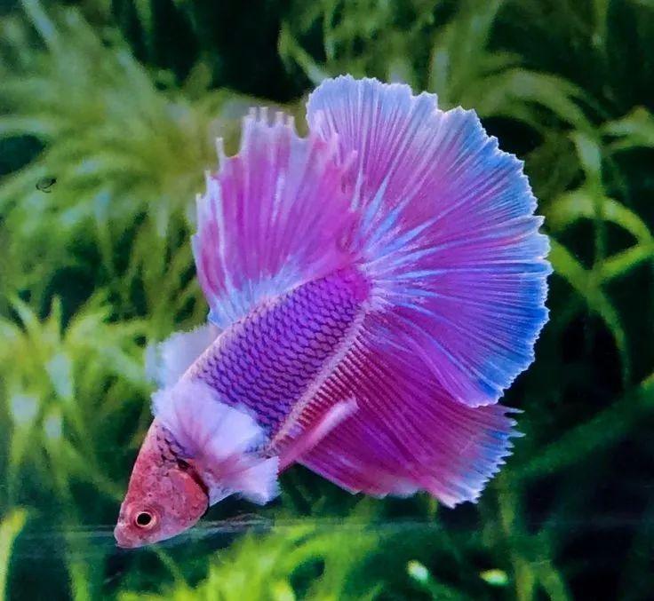 连续孕育新品种,泰国斗鱼晋升国鱼,却难成主流